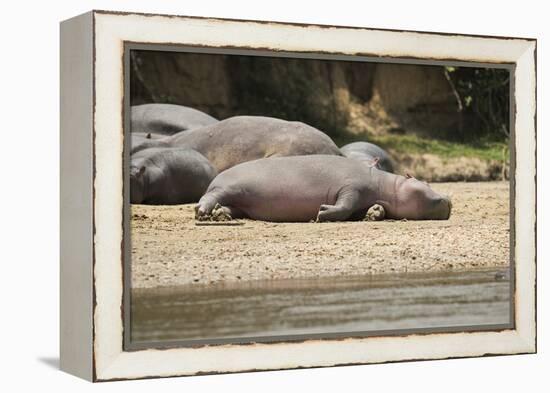 Hippopotamus, Queen Elizabeth National Park, Uganda, Africa-Janette Hill-Framed Premier Image Canvas