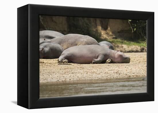 Hippopotamus, Queen Elizabeth National Park, Uganda, Africa-Janette Hill-Framed Premier Image Canvas