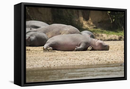 Hippopotamus, Queen Elizabeth National Park, Uganda, Africa-Janette Hill-Framed Premier Image Canvas