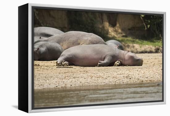Hippopotamus, Queen Elizabeth National Park, Uganda, Africa-Janette Hill-Framed Premier Image Canvas