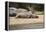 Hippopotamus, Queen Elizabeth National Park, Uganda, Africa-Janette Hill-Framed Premier Image Canvas