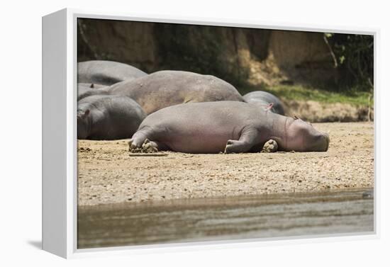 Hippopotamus, Queen Elizabeth National Park, Uganda, Africa-Janette Hill-Framed Premier Image Canvas
