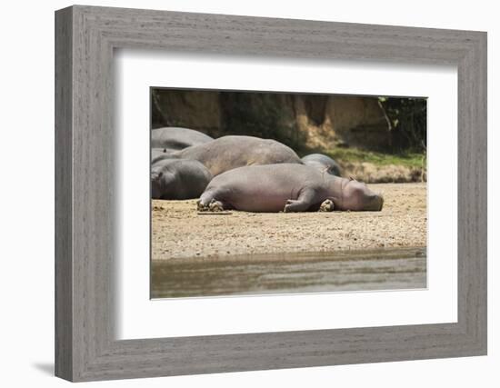 Hippopotamus, Queen Elizabeth National Park, Uganda, Africa-Janette Hill-Framed Photographic Print