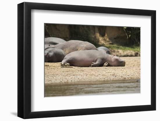 Hippopotamus, Queen Elizabeth National Park, Uganda, Africa-Janette Hill-Framed Photographic Print