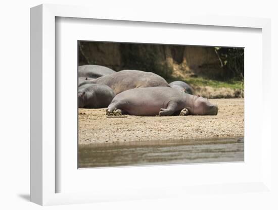 Hippopotamus, Queen Elizabeth National Park, Uganda, Africa-Janette Hill-Framed Photographic Print