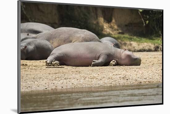 Hippopotamus, Queen Elizabeth National Park, Uganda, Africa-Janette Hill-Mounted Photographic Print