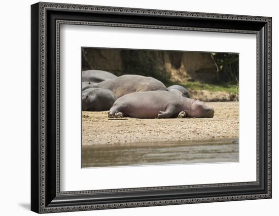 Hippopotamus, Queen Elizabeth National Park, Uganda, Africa-Janette Hill-Framed Photographic Print