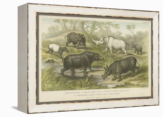 Hippopotamus, Rhinoceros and Tapir-null-Framed Premier Image Canvas