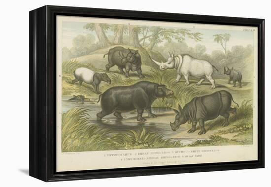 Hippopotamus, Rhinoceros and Tapir-null-Framed Premier Image Canvas