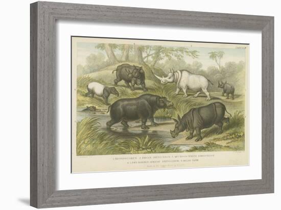 Hippopotamus, Rhinoceros and Tapir-null-Framed Giclee Print