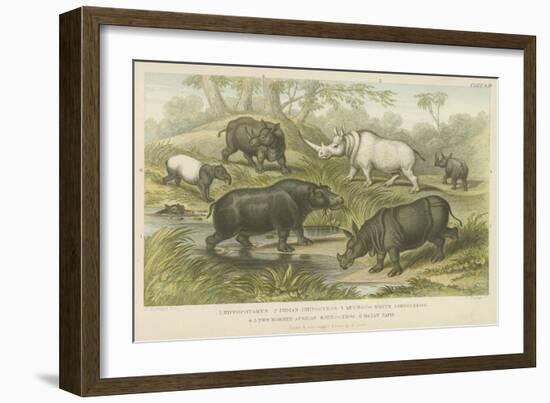 Hippopotamus, Rhinoceros and Tapir-null-Framed Giclee Print