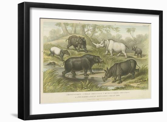 Hippopotamus, Rhinoceros and Tapir-null-Framed Giclee Print