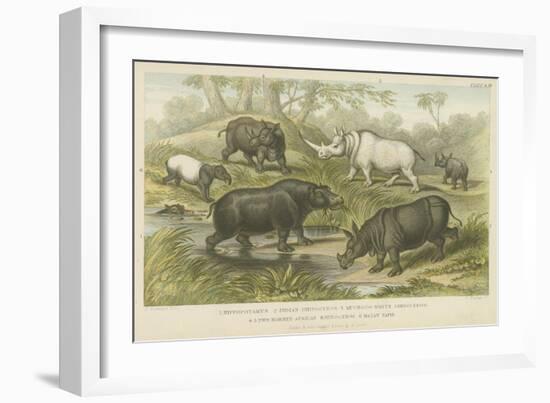 Hippopotamus, Rhinoceros and Tapir-null-Framed Giclee Print