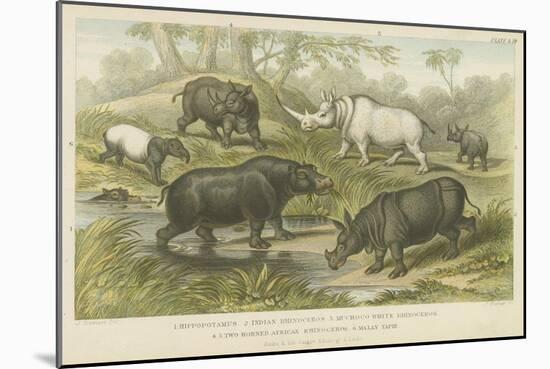 Hippopotamus, Rhinoceros and Tapir-null-Mounted Giclee Print