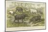 Hippopotamus, Rhinoceros and Tapir-null-Mounted Giclee Print