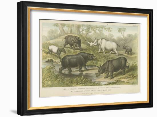 Hippopotamus, Rhinoceros and Tapir-null-Framed Giclee Print