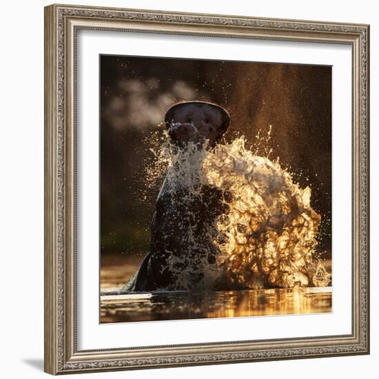 Hippopotamus splashing in pool in evening light. Mana Pools National Park, Zimbabwe-Tony Heald-Framed Photographic Print