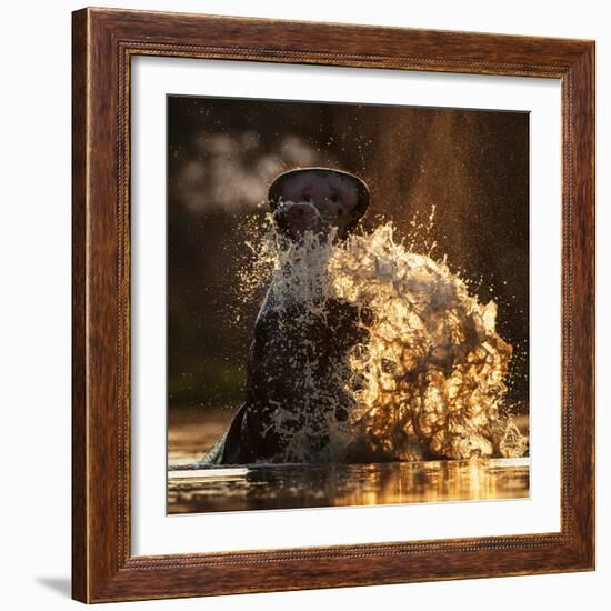 Hippopotamus splashing in pool in evening light. Mana Pools National Park, Zimbabwe-Tony Heald-Framed Photographic Print