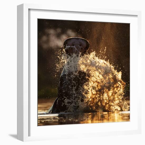 Hippopotamus splashing in pool in evening light. Mana Pools National Park, Zimbabwe-Tony Heald-Framed Photographic Print