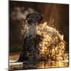 Hippopotamus splashing in pool in evening light. Mana Pools National Park, Zimbabwe-Tony Heald-Mounted Photographic Print