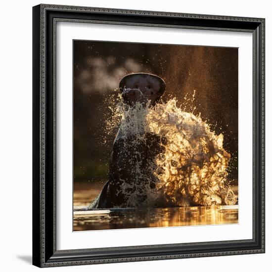 Hippopotamus splashing in pool in evening light. Mana Pools National Park, Zimbabwe-Tony Heald-Framed Photographic Print