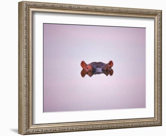 Hippopotamus Submerged, Eyes and Ears Just Above Water.Kruger National Park, South Africa-Tony Heald-Framed Premium Photographic Print