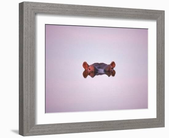 Hippopotamus Submerged, Eyes and Ears Just Above Water.Kruger National Park, South Africa-Tony Heald-Framed Premium Photographic Print