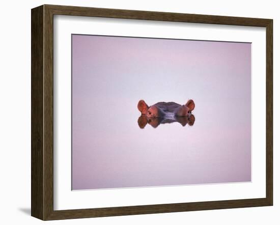 Hippopotamus Submerged, Eyes and Ears Just Above Water.Kruger National Park, South Africa-Tony Heald-Framed Photographic Print