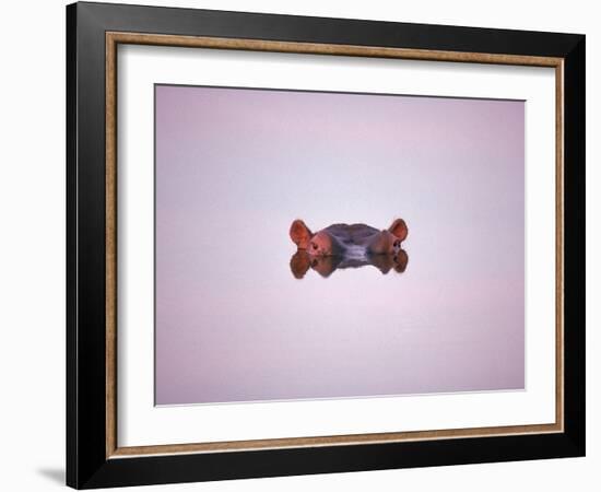 Hippopotamus Submerged, Eyes and Ears Just Above Water.Kruger National Park, South Africa-Tony Heald-Framed Photographic Print