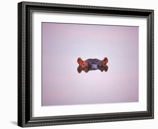 Hippopotamus Submerged, Eyes and Ears Just Above Water.Kruger National Park, South Africa-Tony Heald-Framed Photographic Print