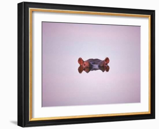 Hippopotamus Submerged, Eyes and Ears Just Above Water.Kruger National Park, South Africa-Tony Heald-Framed Photographic Print