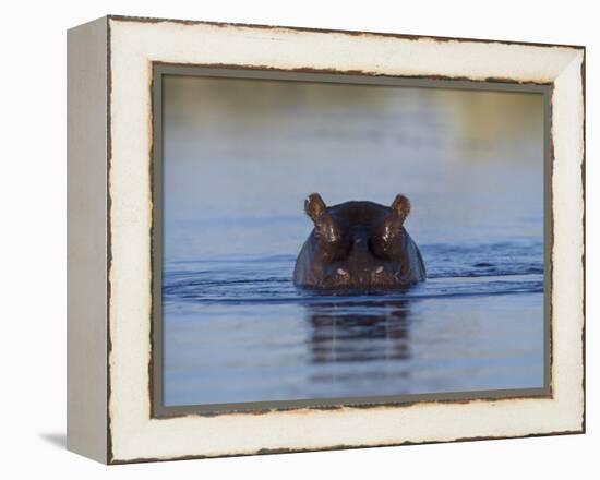 Hippopotamus Submerged in Water, Moremi Wildlife Reserve Bostwana Africa-Tony Heald-Framed Premier Image Canvas