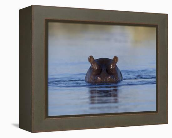 Hippopotamus Submerged in Water, Moremi Wildlife Reserve Bostwana Africa-Tony Heald-Framed Premier Image Canvas