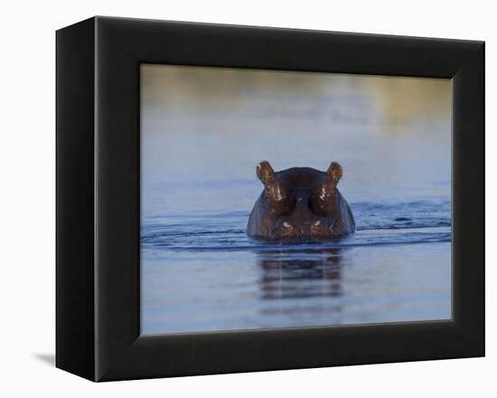 Hippopotamus Submerged in Water, Moremi Wildlife Reserve Bostwana Africa-Tony Heald-Framed Premier Image Canvas