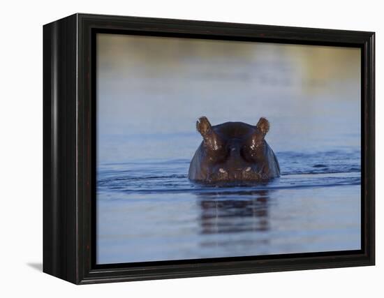 Hippopotamus Submerged in Water, Moremi Wildlife Reserve Bostwana Africa-Tony Heald-Framed Premier Image Canvas