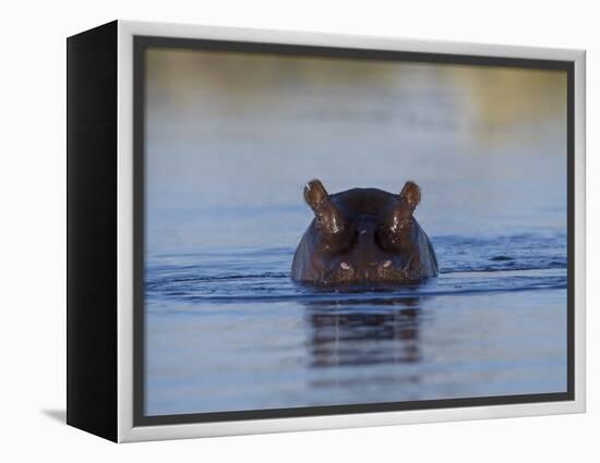 Hippopotamus Submerged in Water, Moremi Wildlife Reserve Bostwana Africa-Tony Heald-Framed Premier Image Canvas