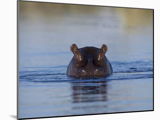 Hippopotamus Submerged in Water, Moremi Wildlife Reserve Bostwana Africa-Tony Heald-Mounted Photographic Print