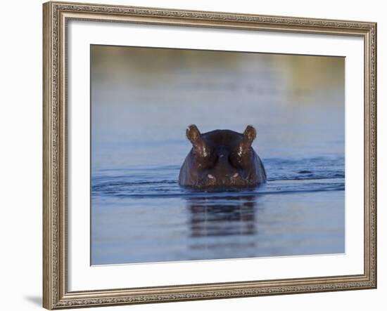 Hippopotamus Submerged in Water, Moremi Wildlife Reserve Bostwana Africa-Tony Heald-Framed Photographic Print