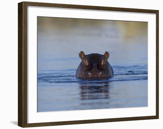 Hippopotamus Submerged in Water, Moremi Wildlife Reserve Bostwana Africa-Tony Heald-Framed Photographic Print