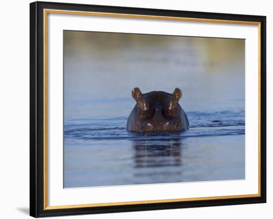 Hippopotamus Submerged in Water, Moremi Wildlife Reserve Bostwana Africa-Tony Heald-Framed Photographic Print