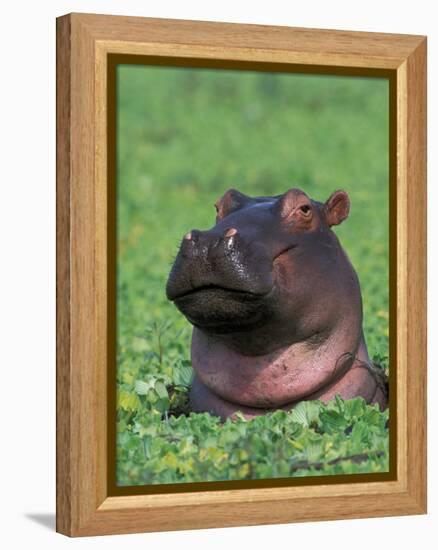 Hippopotamus Surrounded by Water Lettuce, Kruger National Park, South Africa-Tony Heald-Framed Premier Image Canvas