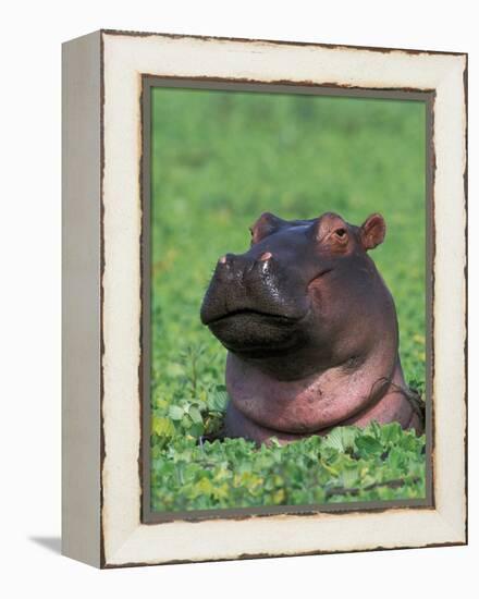 Hippopotamus Surrounded by Water Lettuce, Kruger National Park, South Africa-Tony Heald-Framed Premier Image Canvas