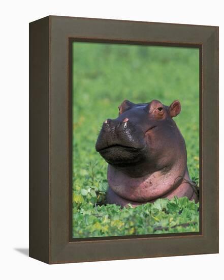 Hippopotamus Surrounded by Water Lettuce, Kruger National Park, South Africa-Tony Heald-Framed Premier Image Canvas