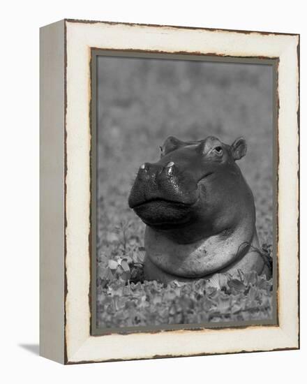 Hippopotamus Surrounded by Water Lettuce, Kruger National Park, South Africa-Tony Heald-Framed Premier Image Canvas