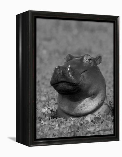 Hippopotamus Surrounded by Water Lettuce, Kruger National Park, South Africa-Tony Heald-Framed Premier Image Canvas