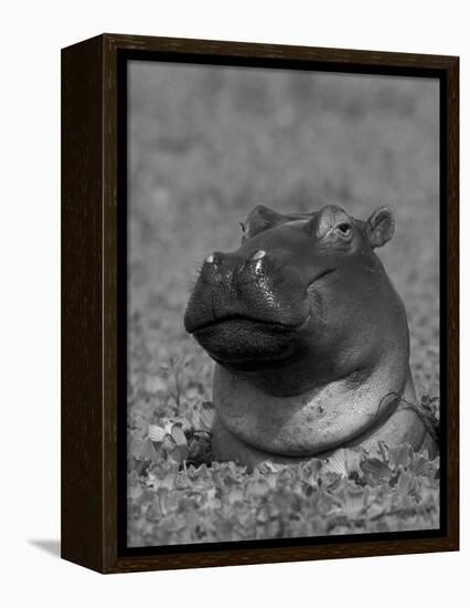 Hippopotamus Surrounded by Water Lettuce, Kruger National Park, South Africa-Tony Heald-Framed Premier Image Canvas