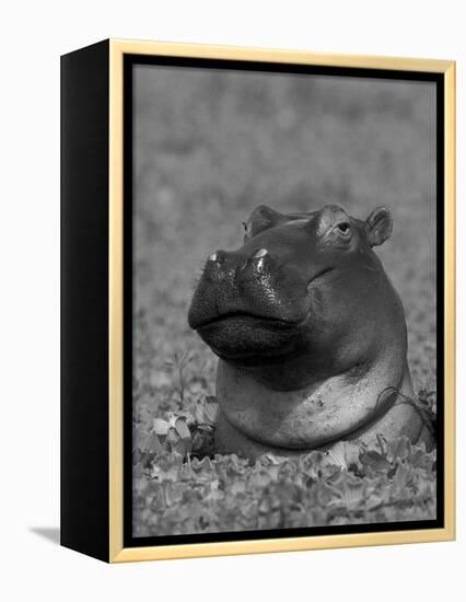 Hippopotamus Surrounded by Water Lettuce, Kruger National Park, South Africa-Tony Heald-Framed Premier Image Canvas