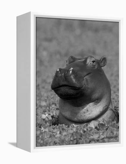 Hippopotamus Surrounded by Water Lettuce, Kruger National Park, South Africa-Tony Heald-Framed Premier Image Canvas