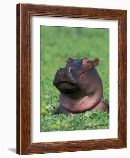 Hippopotamus Surrounded by Water Lettuce, Kruger National Park, South Africa-Tony Heald-Framed Photographic Print