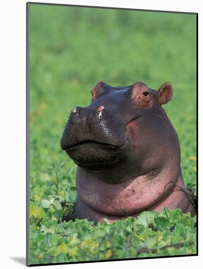 Hippopotamus Surrounded by Water Lettuce, Kruger National Park, South Africa-Tony Heald-Mounted Photographic Print